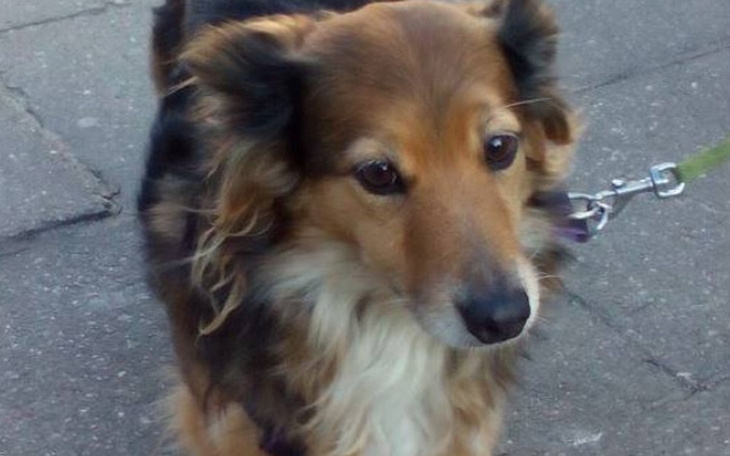 Pies na spacerze, z zainteresowaniem rozglądający się.