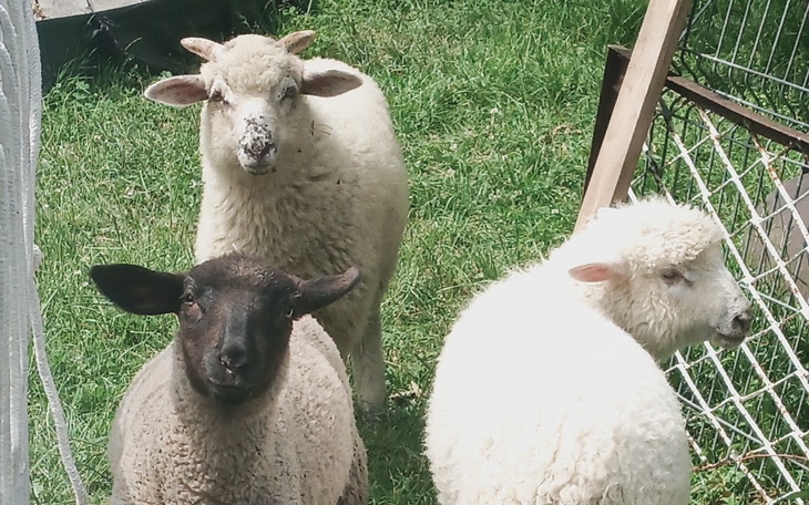Zbiórka Baranki - zdjęcie główne