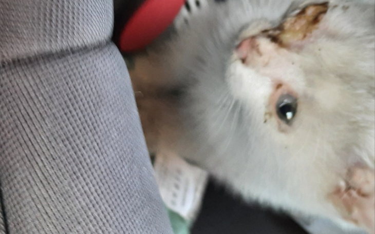 Zbiórka Uratowanie życia małej kotce - zdjęcie główne