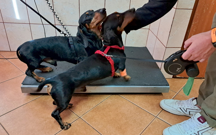 Dwa psy rasy jamnik, bawiące się na wadze.