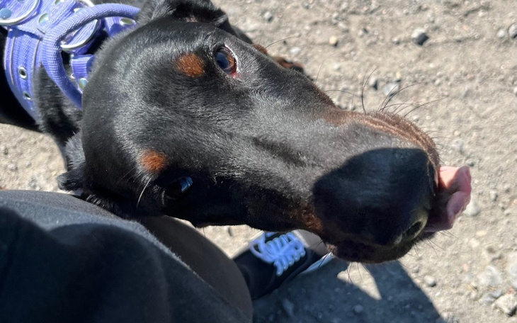 Zbiórka Dla chorego Demonka - zdjęcie główne