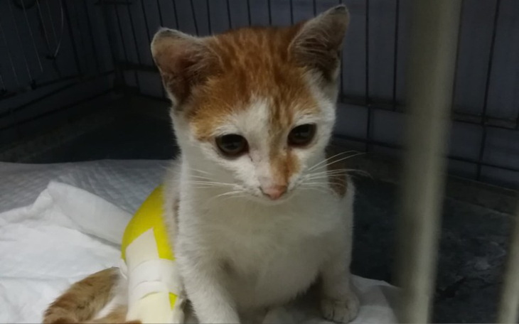 Zbiórka Femurek - kot po wypadku - zdjęcie główne