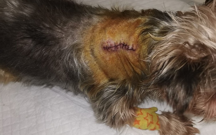 Zbiórka Trzy bardzo zaniedbane sunie - zdjęcie główne