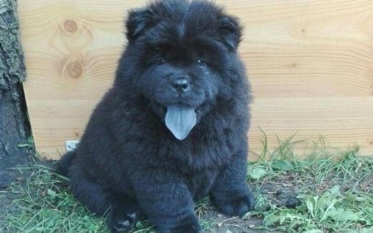 Zbiórka Dom dla zwierzaka - zdjęcie główne