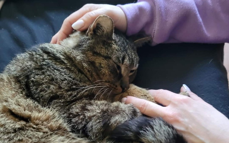 Zbiórka Serca kotami i psami szyte - zdjęcie główne