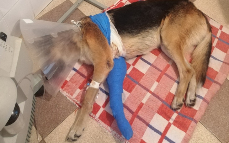 Zbiórka Uratować Miki - zdjęcie główne