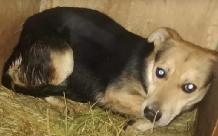 Zbiórka Wiele lat w schroniskach... - zdjęcie główne