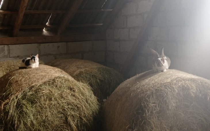 Zbiórka Sianko dla koni i kucyków - zdjęcie główne