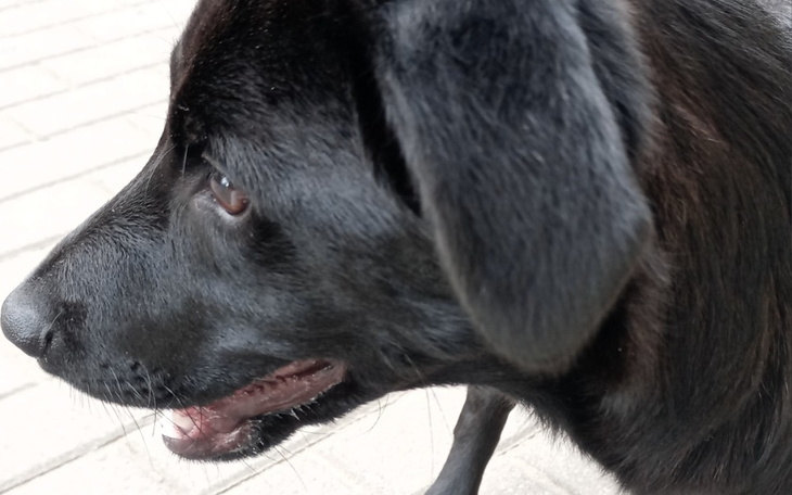 Zbiórka Zbieram na karmy dla schroniska - zdjęcie główne