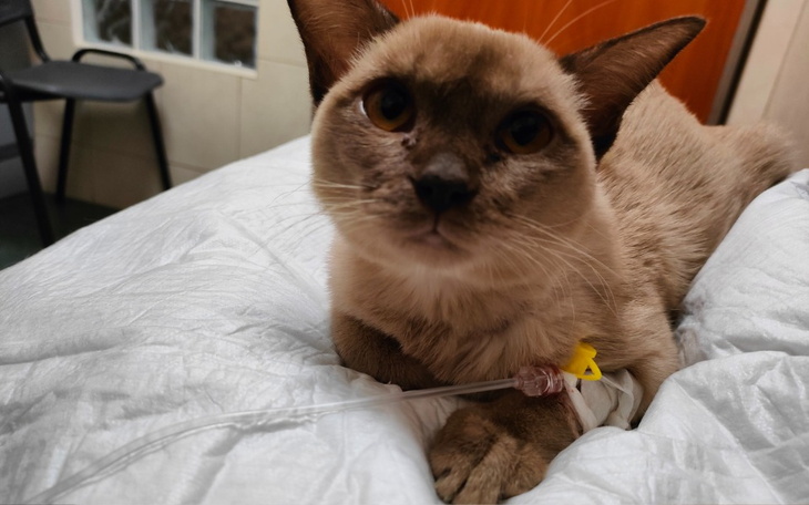 Zbiórka Lucky będzie walczyła - zdjęcie główne