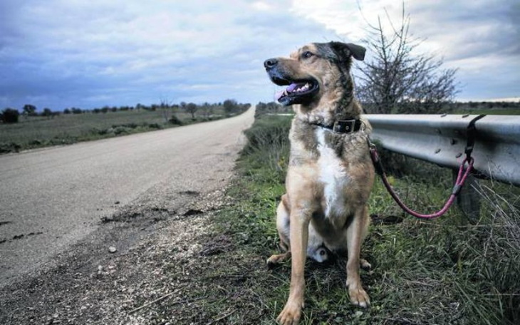 Zbiórka Pomoc dla bezdomnych zwierzat - zdjęcie główne