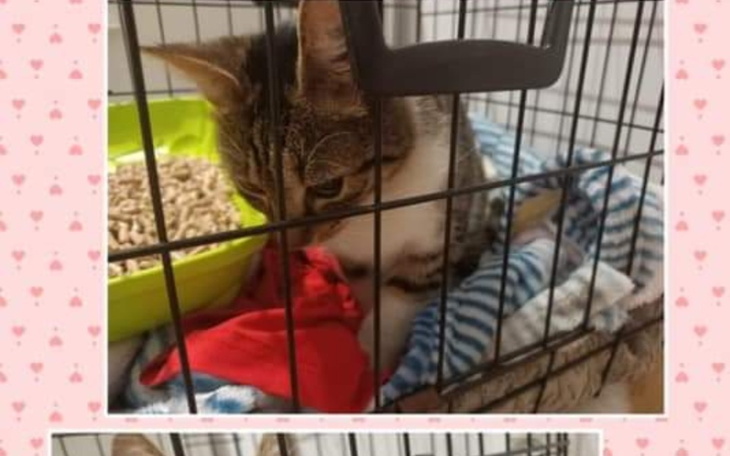 Zbiórka Zbieram na schroniska - zdjęcie główne