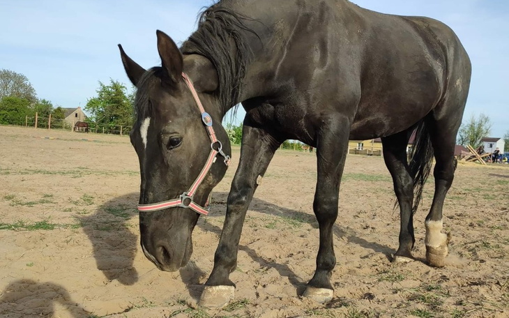 Zbiórka Na leczenie kopyt - zdjęcie główne