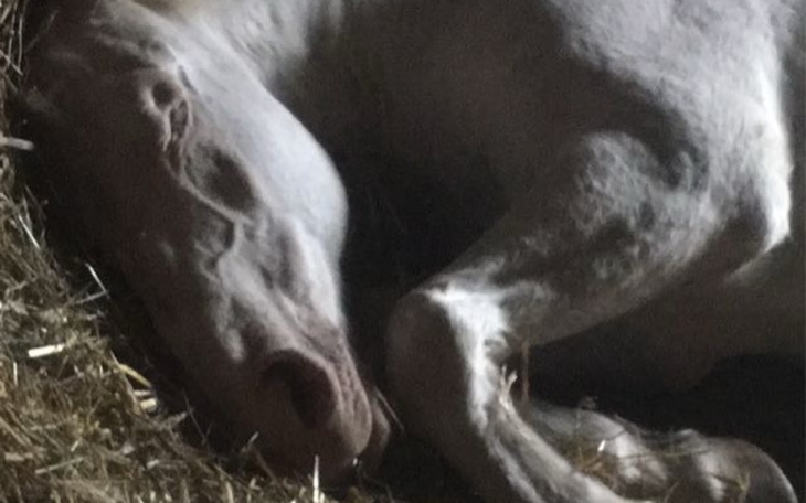 Zbiórka nie dla handlarzy - zdjęcie główne