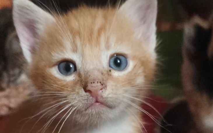 Zbiórka Nakarm maluszki i ich mamusię - zdjęcie główne