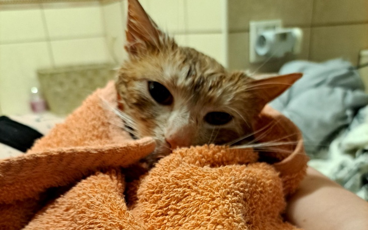 Zbiórka Kastracja Kulfonka - zdjęcie główne