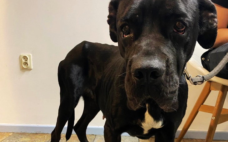 Zbiórka Skrajnie wychudzona Dzidzia - zdjęcie główne