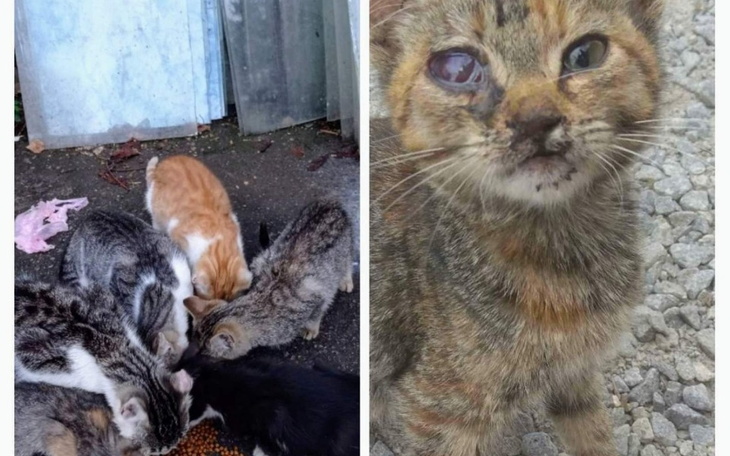 Zbiórka Pomoc bezbronnym ofiarom wojny - zdjęcie główne