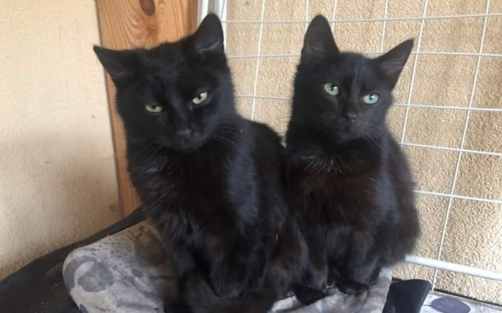 Zbiórka Czarne kocie nieszczęścia - zdjęcie główne