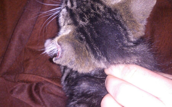 Zbiórka Kociaki proszą o wsparcie. - zdjęcie główne