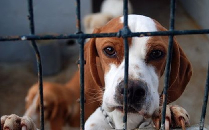 Zbiórka Zwierzęta w schronisku - zdjęcie główne