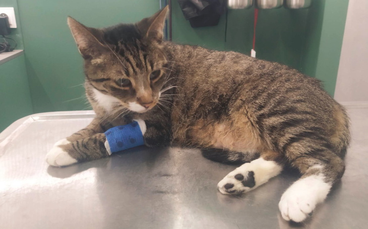 Zbiórka Dramat Lilki i Pimpka. Pomóż - zdjęcie główne