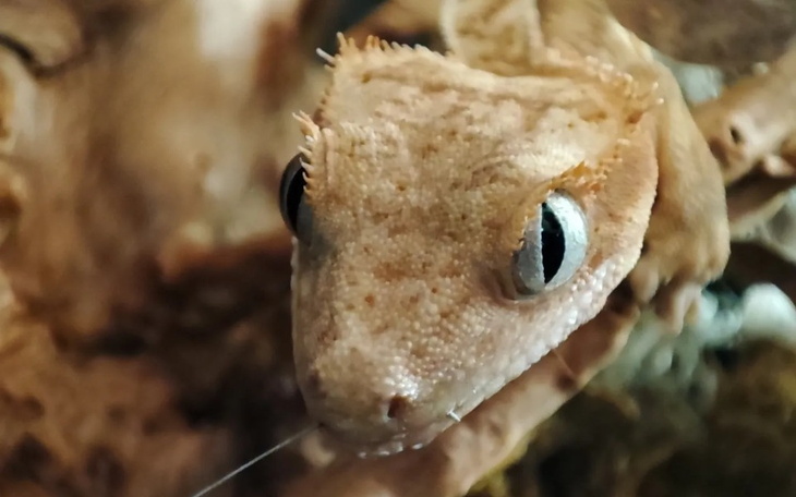 Zbiórka Na potrzeby pewnego smoka - zdjęcie główne