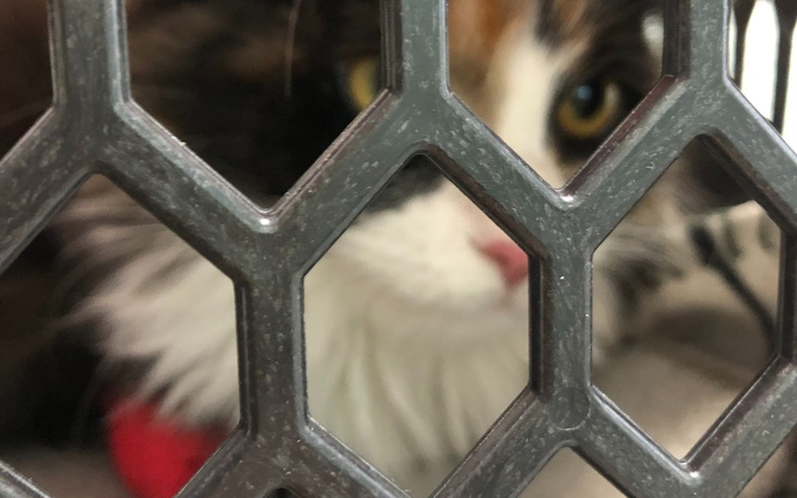 Kot za kratkami, czekający na nowy dom.