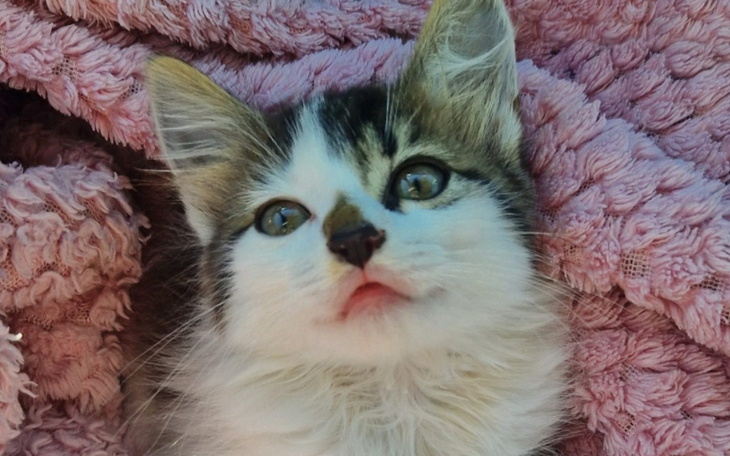 Młody kotek z dużymi oczami, otulony różowym kocem.