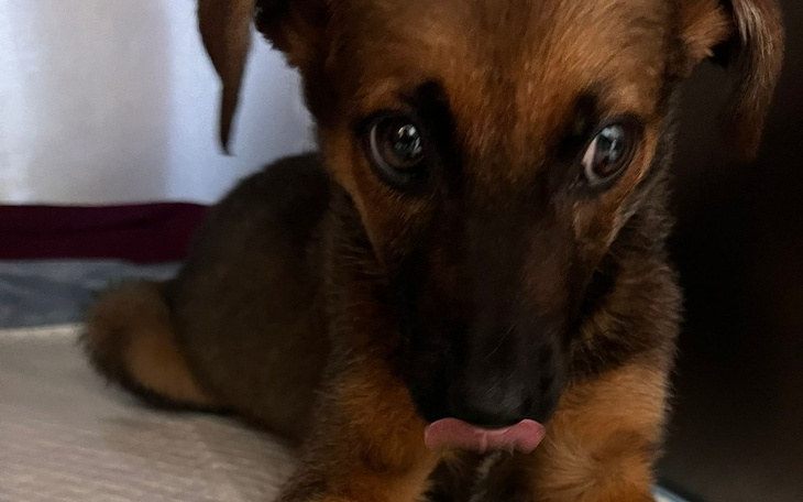 Zbiórka TikTOK pomaga szczeniakom Judyty - zdjęcie główne