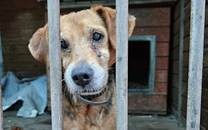 Pies za kratami, z raną na pysku, patrzy smutno.