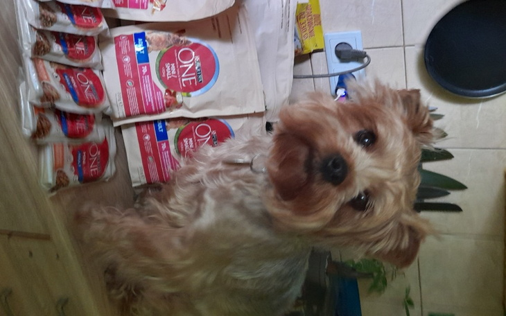 Zbiórka Operacja psa suczki - zdjęcie główne