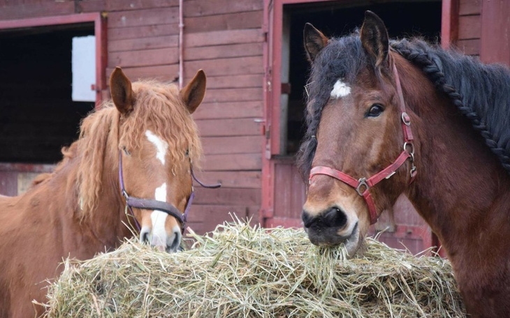 Zbiórka Pomoc dla Urbasia - zdjęcie główne