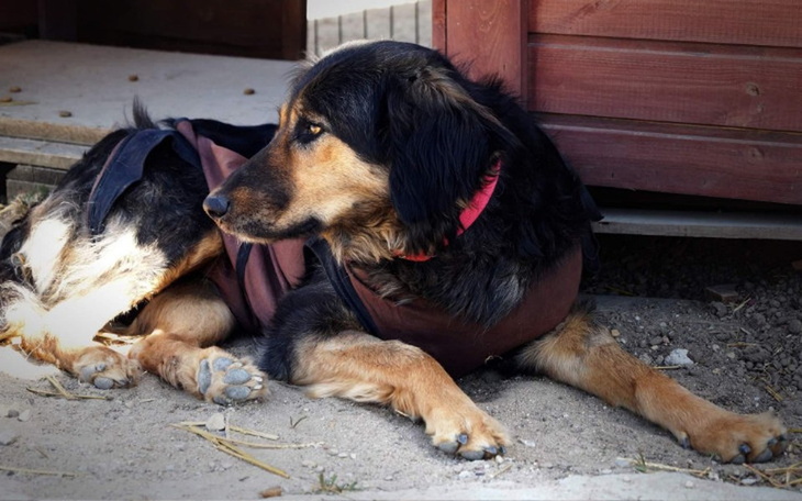 Zbiórka Lunka zbiera na operajcę łapki - zdjęcie główne