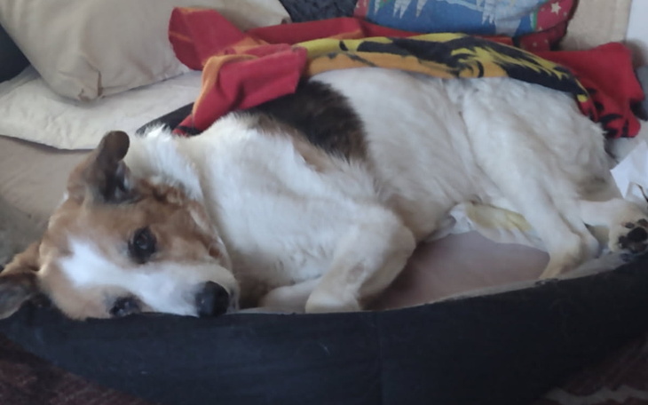 Pies leżący na łóżku, przykryty kocem.