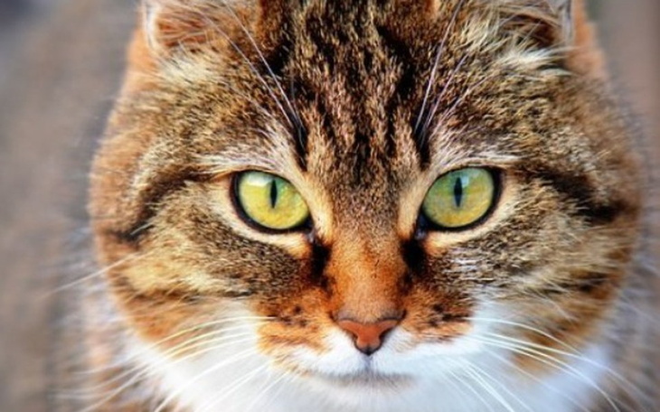 Zbiórka Na koty :) - zdjęcie główne