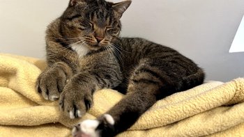 Zbiórka SOS dla zwierząt po wypadkach - miniaturka zdjęcia