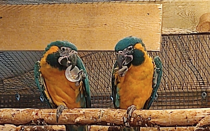 Zbiórka Na jedzonko dla papużek - zdjęcie główne