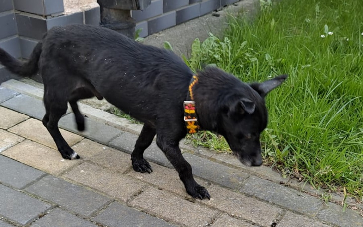 Zbiórka Na leczenie niewidomego Bila - zdjęcie główne