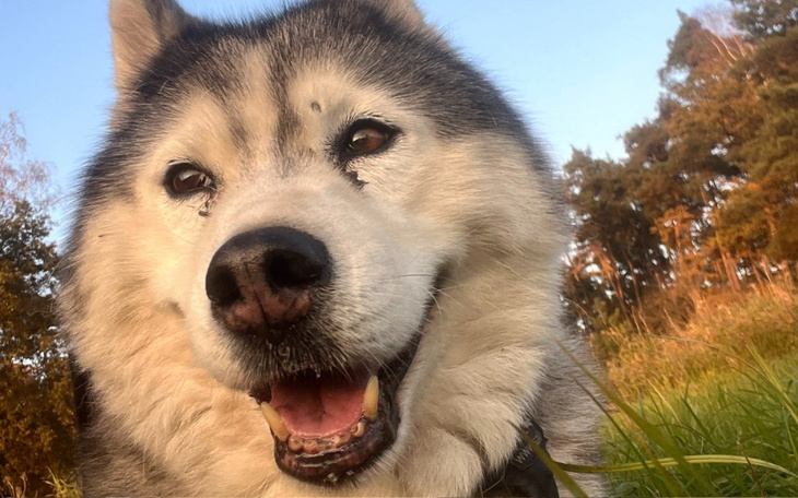 Zbiórka Operacja dla Iry wycięcie guza - zdjęcie główne