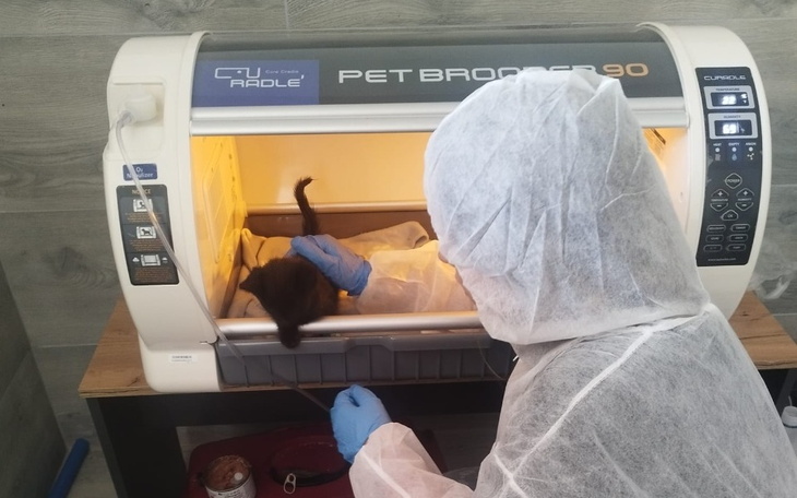 Weterynarz w kombinezonie, opiekujący się małym zwierzęciem w inkubatorze.