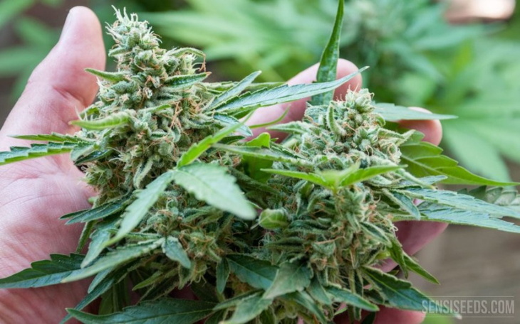 Ręka trzymająca kwiaty konopi w ogrodzie.