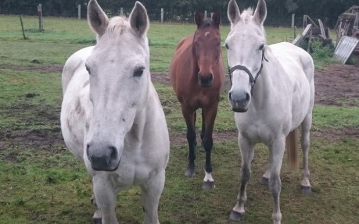 Zbiórka Pomóżcie pomóc... - zdjęcie główne