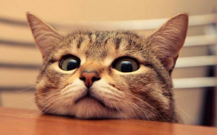 Zbiórka Zwierzaki z  Radomska Spacerowa - zdjęcie główne