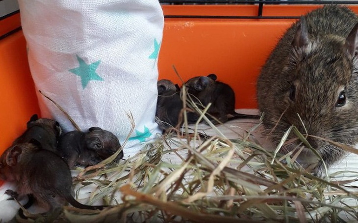 Zbiórka Cesarskie cięcie koszatniczki - zdjęcie główne