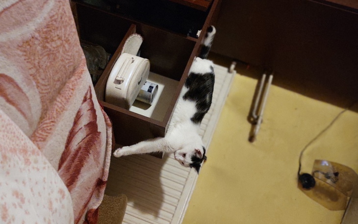 Zbiórka Puszek mojakicia - zdjęcie główne