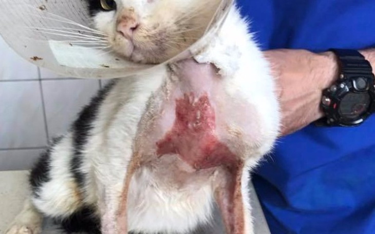 Zbiórka Gwiazdka walczy o życie. - zdjęcie główne