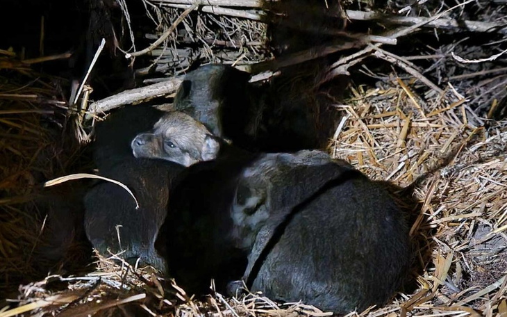 Zbiórka Na nowe życie 4 serków - zdjęcie główne