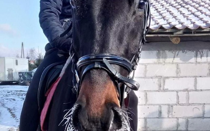 Zbiórka Siodło ujeżdżeniowe dla konia - zdjęcie główne