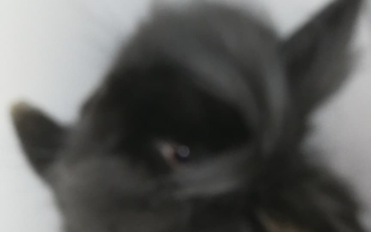 Zbiórka Na królika żeby coś mu kupić - zdjęcie główne